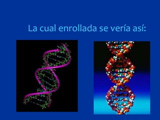 La cual enrollada se vería así:
 