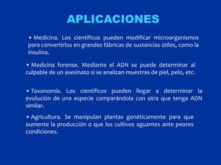 APLICACIONES
• Medicina. Los científicos pueden modificar microorganismos
para convertirlos en grandes fábricas de sustancias útiles, como la
insulina.

• Medicina forense. Mediante el ADN se puede determinar al
culpable de un asesinato si se analizan muestras de piel, pelo, etc.


• Taxonomía. Los científicos pueden llegar a determinar la
evolución de una especie comparándola con otra que tenga ADN
similar.
• Agricultura. Se manipulan plantas genéticamente para que
aumente la producción o que los cultivos aguantes ante peores
condiciones.
 
