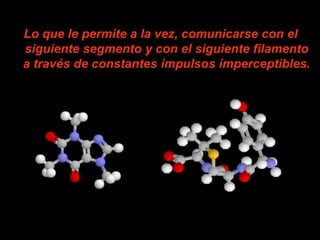 Lo que le permite a la vez, comunicarse con el
siguiente segmento y con el siguiente filamento
a través de constantes impulsos imperceptibles.
 