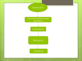 Traducción




Convertir información
     genética



     Citoplasma




     Ribosoma




      Proteínas
 