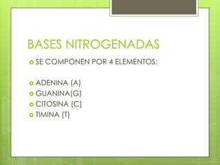 BASES NITROGENADAS
 SE   COMPONEN POR 4 ELEMENTOS:

 ADENINA    (A)
 GUANINA(G)
 CITOSINA (C)
 TIMINA (T)
 