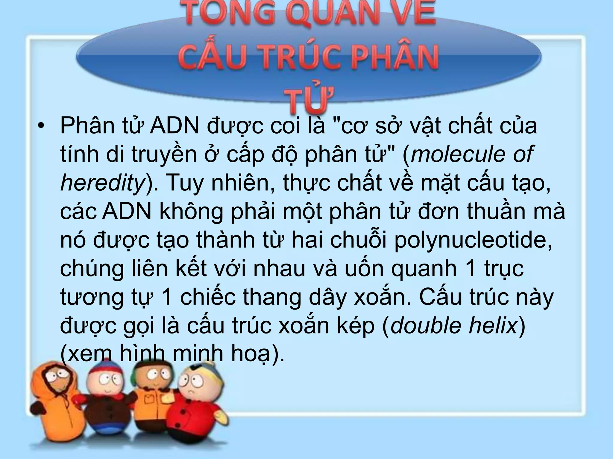 • Phân tử ADN được coi là "cơ sở vật chất của
  tính di truyền ở cấp độ phân tử" (molecule of
  heredity). Tuy nhiên, thực chất về mặt cấu tạo,
  các ADN không phải một phân tử đơn thuần mà
  nó được tạo thành từ hai chuỗi polynucleotide,
  chúng liên kết với nhau và uốn quanh 1 trục
  tương tự 1 chiếc thang dây xoắn. Cấu trúc này
  được gọi là cấu trúc xoắn kép (double helix)
  (xem hình minh hoạ).
 