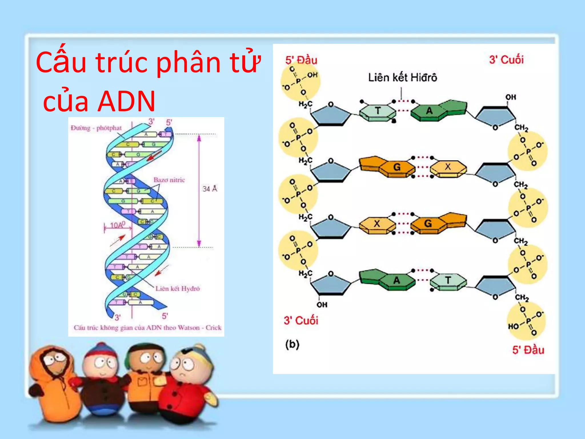 Cấu trúc phân tử
của ADN
 