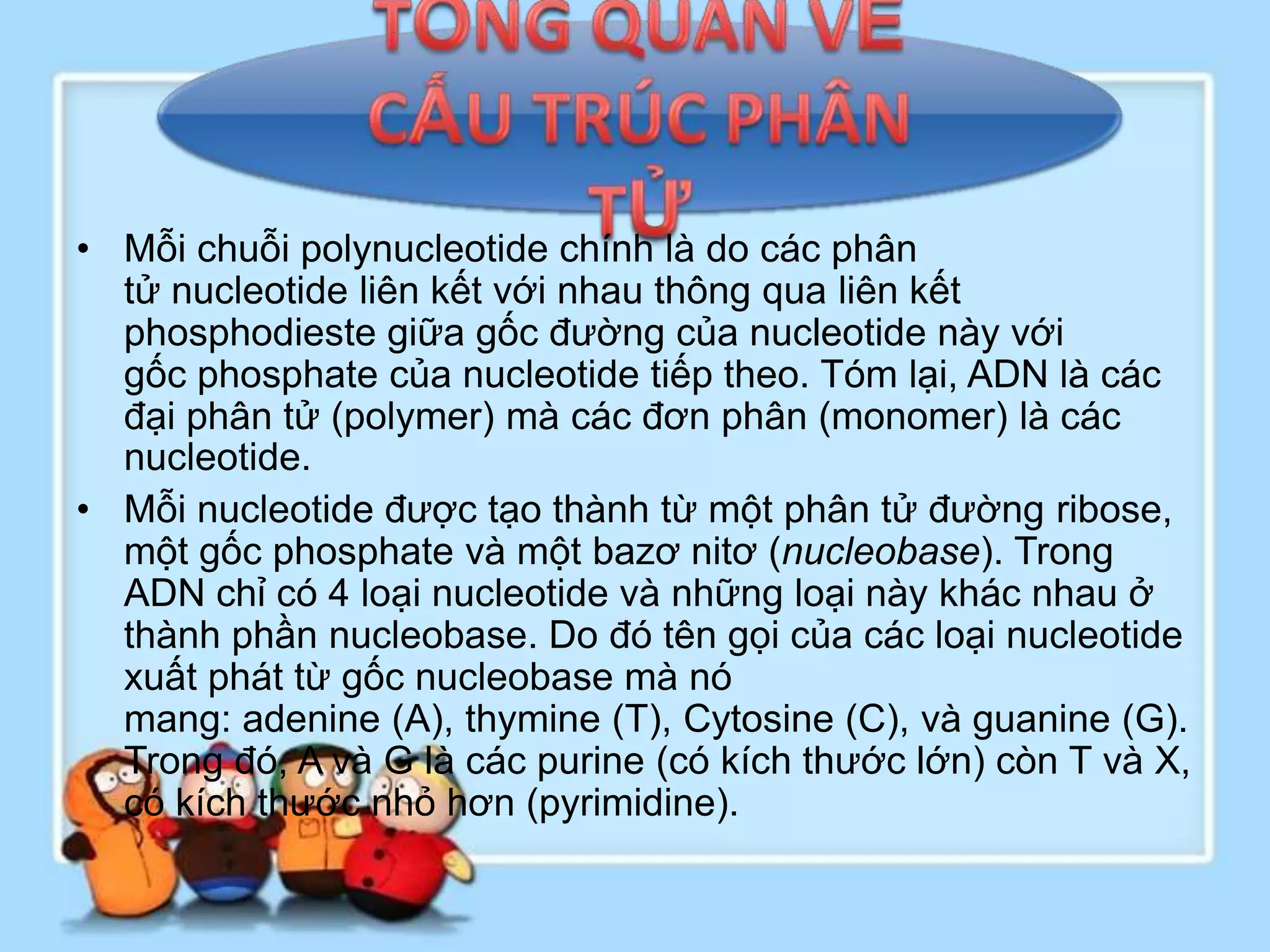 • Mỗi chuỗi polynucleotide chính là do các phân
  tử nucleotide liên kết với nhau thông qua liên kết
  phosphodieste giữa gốc đường của nucleotide này với
  gốc phosphate của nucleotide tiếp theo. Tóm lại, ADN là các
  đại phân tử (polymer) mà các đơn phân (monomer) là các
  nucleotide.
• Mỗi nucleotide được tạo thành từ một phân tử đường ribose,
  một gốc phosphate và một bazơ nitơ (nucleobase). Trong
  ADN chỉ có 4 loại nucleotide và những loại này khác nhau ở
  thành phần nucleobase. Do đó tên gọi của các loại nucleotide
  xuất phát từ gốc nucleobase mà nó
  mang: adenine (A), thymine (T), Cytosine (C), và guanine (G).
  Trong đó, A và G là các purine (có kích thước lớn) còn T và X,
  có kích thước nhỏ hơn (pyrimidine).
 