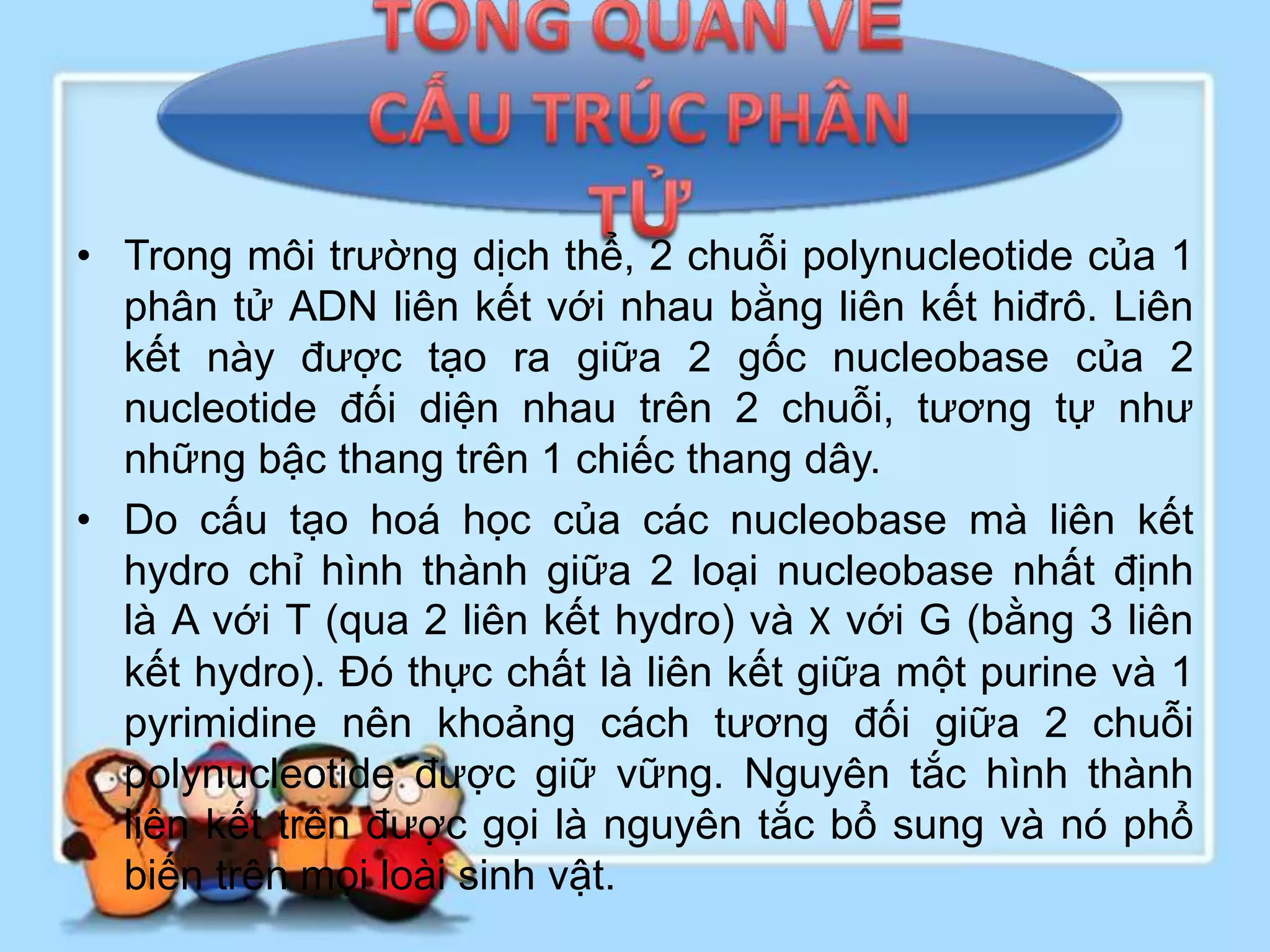 • Trong môi trường dịch thể, 2 chuỗi polynucleotide của 1
  phân tử ADN liên kết với nhau bằng liên kết hiđrô. Liên
  kết này được tạo ra giữa 2 gốc nucleobase của 2
  nucleotide đối diện nhau trên 2 chuỗi, tương tự như
  những bậc thang trên 1 chiếc thang dây.
• Do cấu tạo hoá học của các nucleobase mà liên kết
  hydro chỉ hình thành giữa 2 loại nucleobase nhất định
  là A với T (qua 2 liên kết hydro) và X với G (bằng 3 liên
  kết hydro). Đó thực chất là liên kết giữa một purine và 1
  pyrimidine nên khoảng cách tương đối giữa 2 chuỗi
  polynucleotide được giữ vững. Nguyên tắc hình thành
  liên kết trên được gọi là nguyên tắc bổ sung và nó phổ
  biến trên mọi loài sinh vật.
 