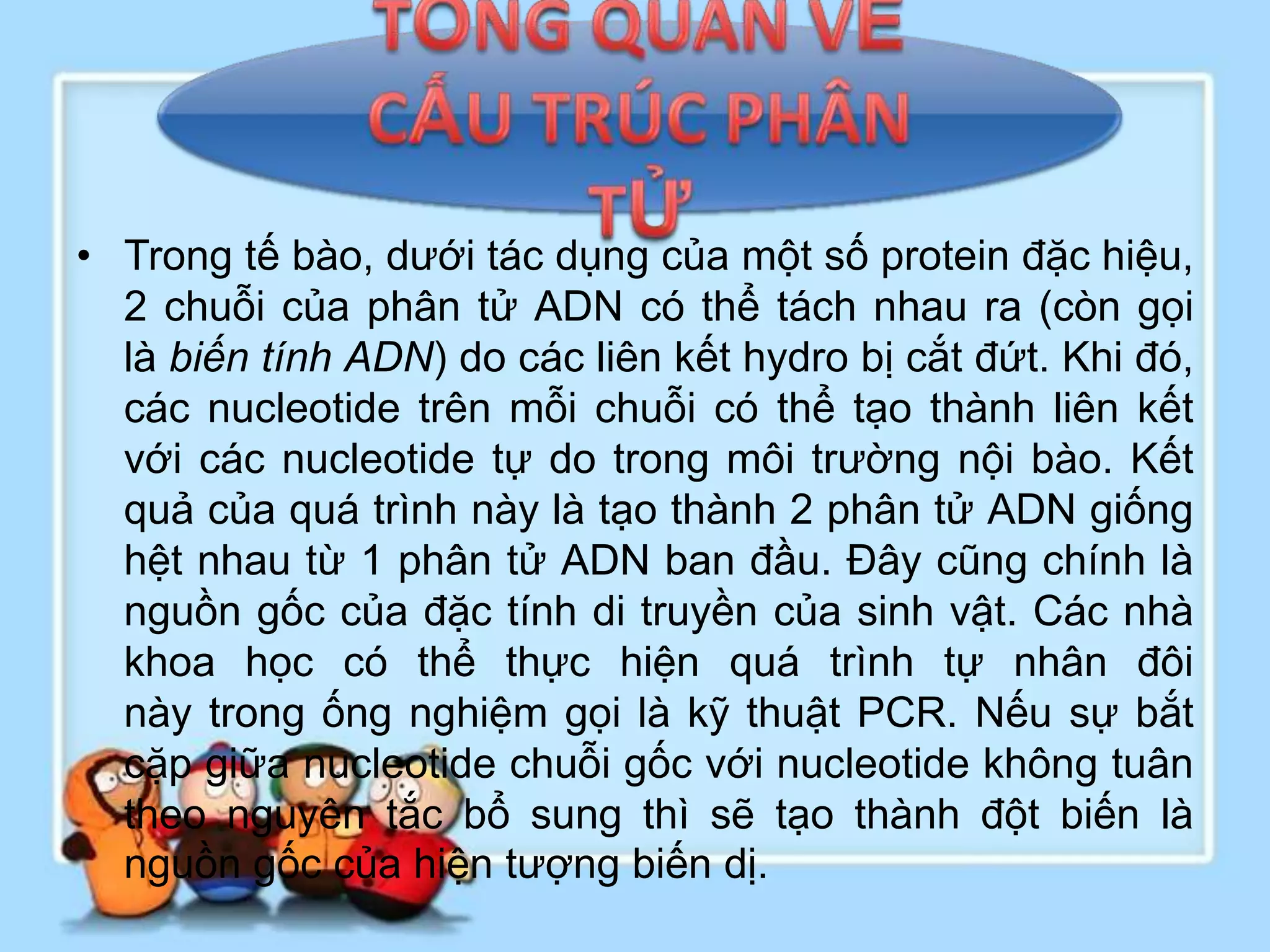 • Trong tế bào, dưới tác dụng của một số protein đặc hiệu,
  2 chuỗi của phân tử ADN có thể tách nhau ra (còn gọi
  là biến tính ADN) do các liên kết hydro bị cắt đứt. Khi đó,
  các nucleotide trên mỗi chuỗi có thể tạo thành liên kết
  với các nucleotide tự do trong môi trường nội bào. Kết
  quả của quá trình này là tạo thành 2 phân tử ADN giống
  hệt nhau từ 1 phân tử ADN ban đầu. Đây cũng chính là
  nguồn gốc của đặc tính di truyền của sinh vật. Các nhà
  khoa học có thể thực hiện quá trình tự nhân đôi
  này trong ống nghiệm gọi là kỹ thuật PCR. Nếu sự bắt
  cặp giữa nucleotide chuỗi gốc với nucleotide không tuân
  theo nguyên tắc bổ sung thì sẽ tạo thành đột biến là
  nguồn gốc của hiện tượng biến dị.
 