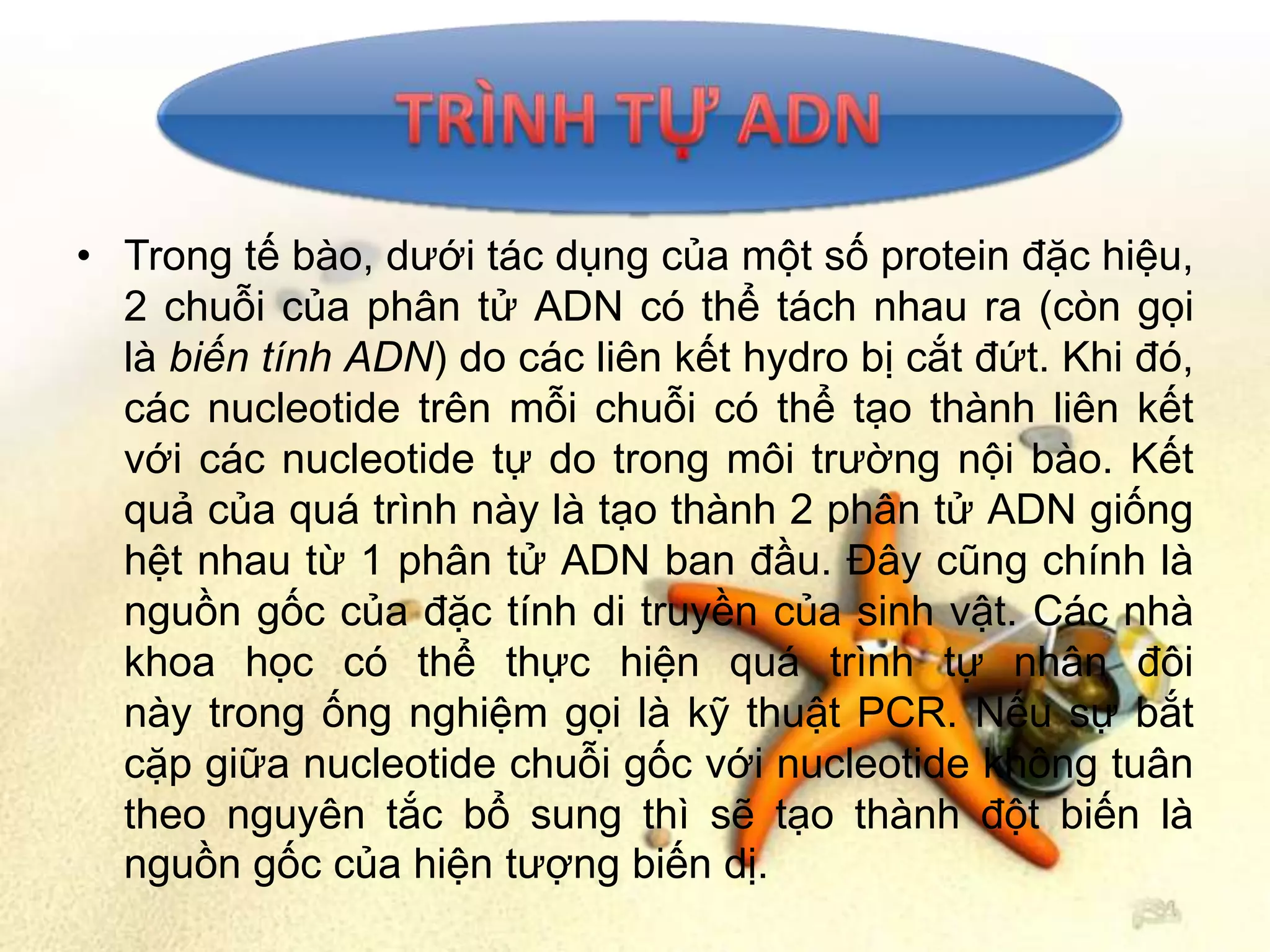 • Trong tế bào, dưới tác dụng của một số protein đặc hiệu,
  2 chuỗi của phân tử ADN có thể tách nhau ra (còn gọi
  là biến tính ADN) do các liên kết hydro bị cắt đứt. Khi đó,
  các nucleotide trên mỗi chuỗi có thể tạo thành liên kết
  với các nucleotide tự do trong môi trường nội bào. Kết
  quả của quá trình này là tạo thành 2 phân tử ADN giống
  hệt nhau từ 1 phân tử ADN ban đầu. Đây cũng chính là
  nguồn gốc của đặc tính di truyền của sinh vật. Các nhà
  khoa học có thể thực hiện quá trình tự nhân đôi
  này trong ống nghiệm gọi là kỹ thuật PCR. Nếu sự bắt
  cặp giữa nucleotide chuỗi gốc với nucleotide không tuân
  theo nguyên tắc bổ sung thì sẽ tạo thành đột biến là
  nguồn gốc của hiện tượng biến dị.
 