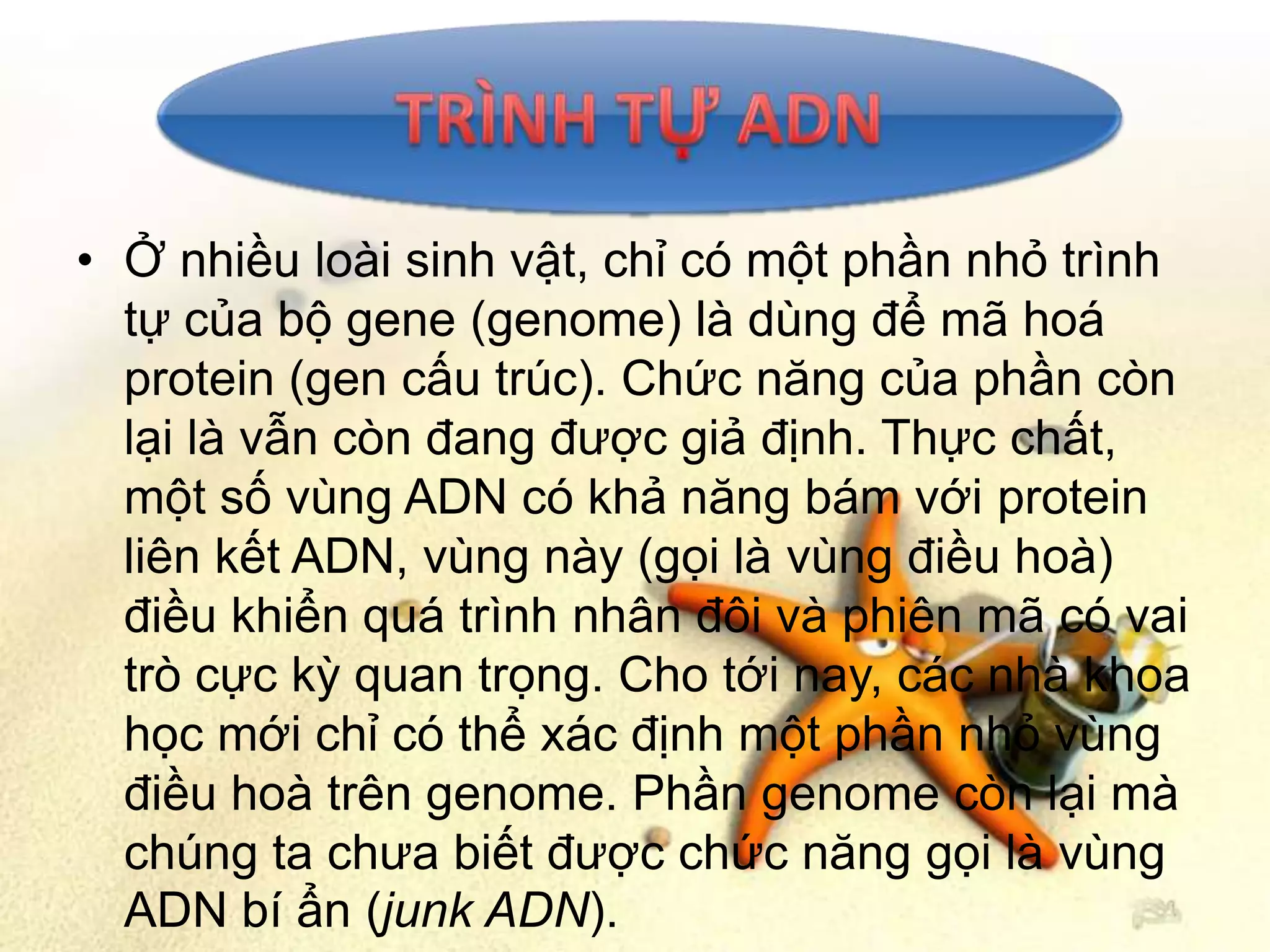 • Ở nhiều loài sinh vật, chỉ có một phần nhỏ trình
  tự của bộ gene (genome) là dùng để mã hoá
  protein (gen cấu trúc). Chức năng của phần còn
  lại là vẫn còn đang được giả định. Thực chất,
  một số vùng ADN có khả năng bám với protein
  liên kết ADN, vùng này (gọi là vùng điều hoà)
  điều khiển quá trình nhân đôi và phiên mã có vai
  trò cực kỳ quan trọng. Cho tới nay, các nhà khoa
  học mới chỉ có thể xác định một phần nhỏ vùng
  điều hoà trên genome. Phần genome còn lại mà
  chúng ta chưa biết được chức năng gọi là vùng
  ADN bí ẩn (junk ADN).
 