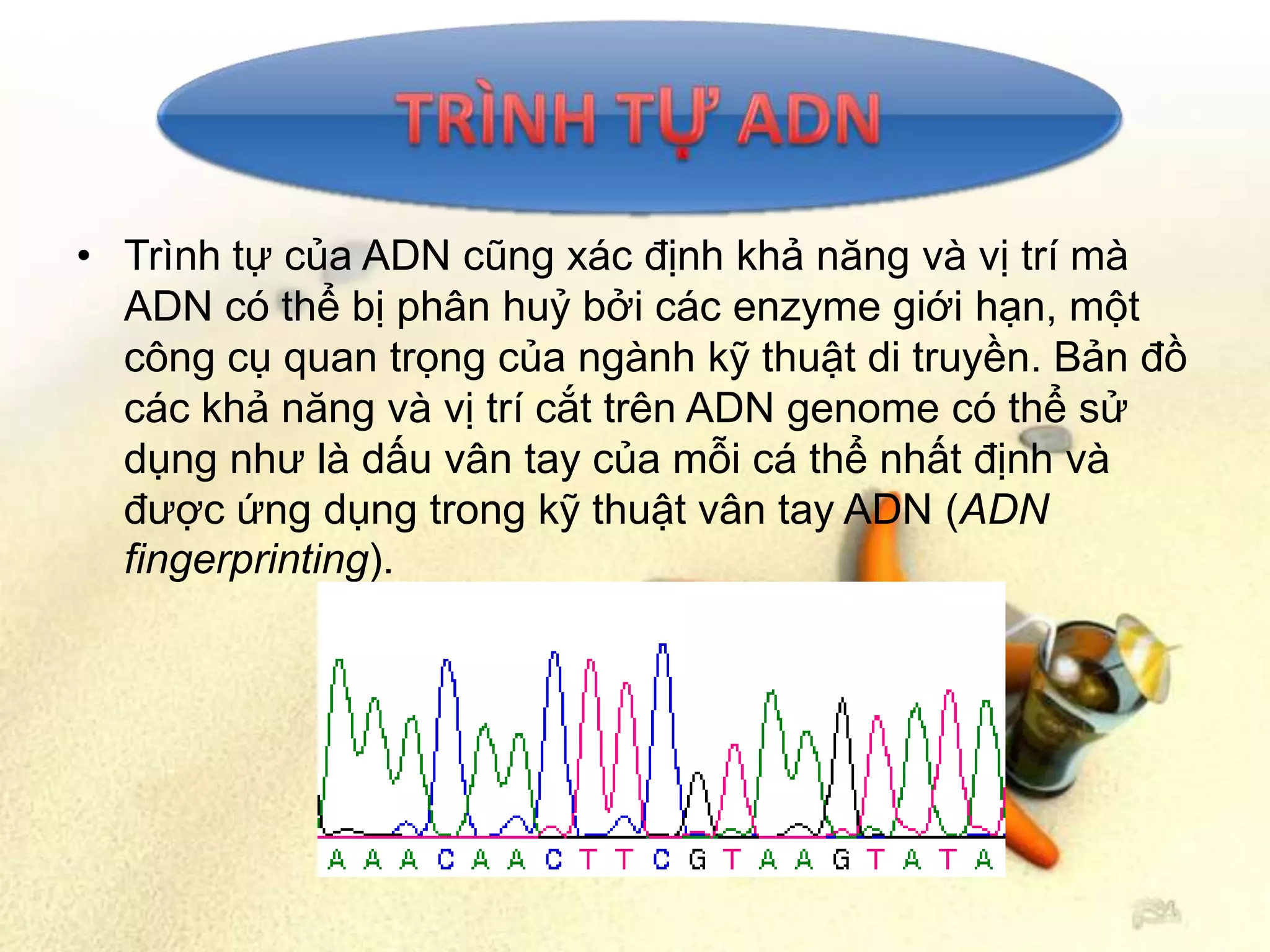 • Trình tự của ADN cũng xác định khả năng và vị trí mà
  ADN có thể bị phân huỷ bởi các enzyme giới hạn, một
  công cụ quan trọng của ngành kỹ thuật di truyền. Bản đồ
  các khả năng và vị trí cắt trên ADN genome có thể sử
  dụng như là dấu vân tay của mỗi cá thể nhất định và
  được ứng dụng trong kỹ thuật vân tay ADN (ADN
  fingerprinting).
 