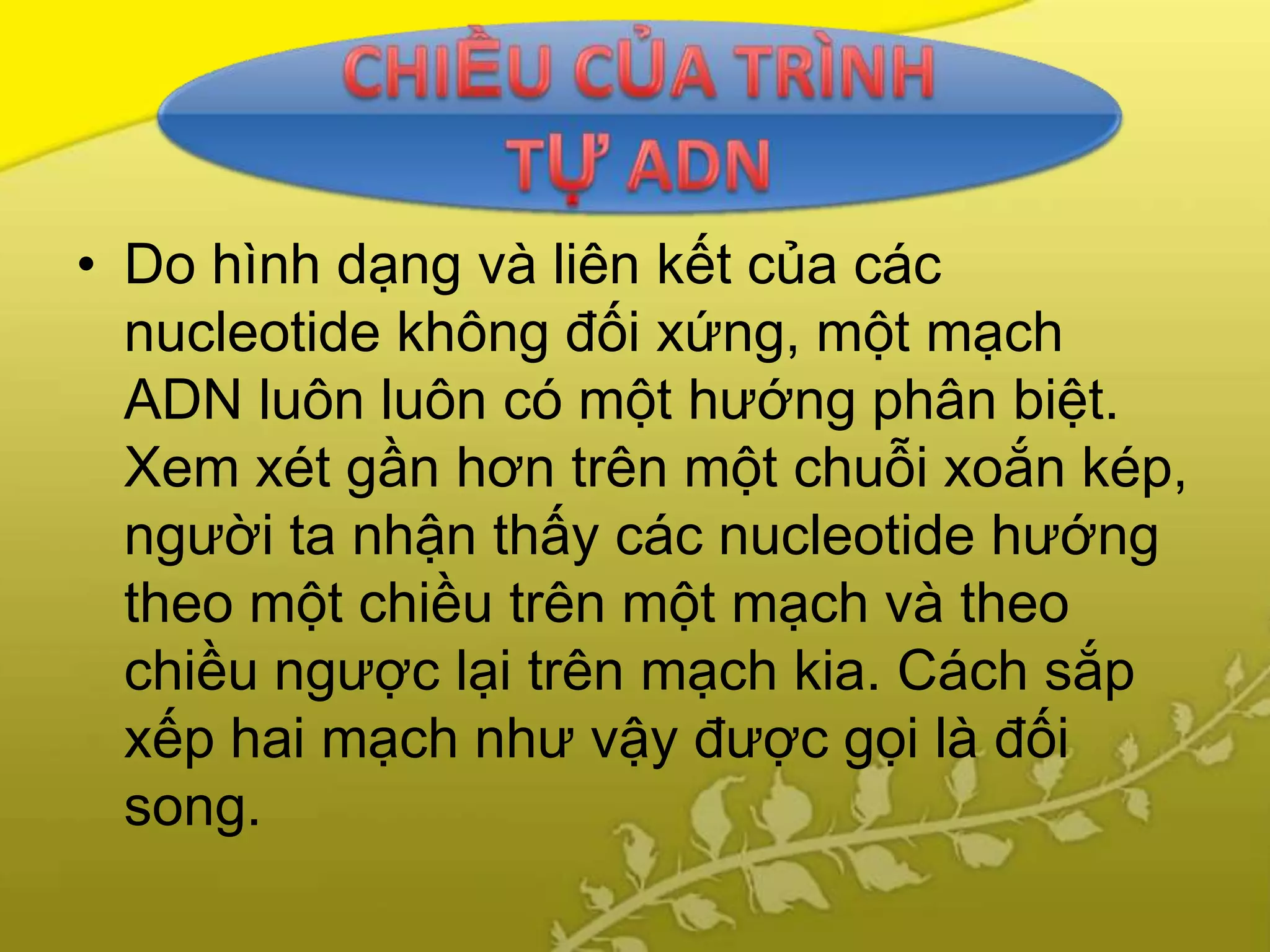 • Do hình dạng và liên kết của các
  nucleotide không đối xứng, một mạch
  ADN luôn luôn có một hướng phân biệt.
  Xem xét gần hơn trên một chuỗi xoắn kép,
  người ta nhận thấy các nucleotide hướng
  theo một chiều trên một mạch và theo
  chiều ngược lại trên mạch kia. Cách sắp
  xếp hai mạch như vậy được gọi là đối
  song.
 