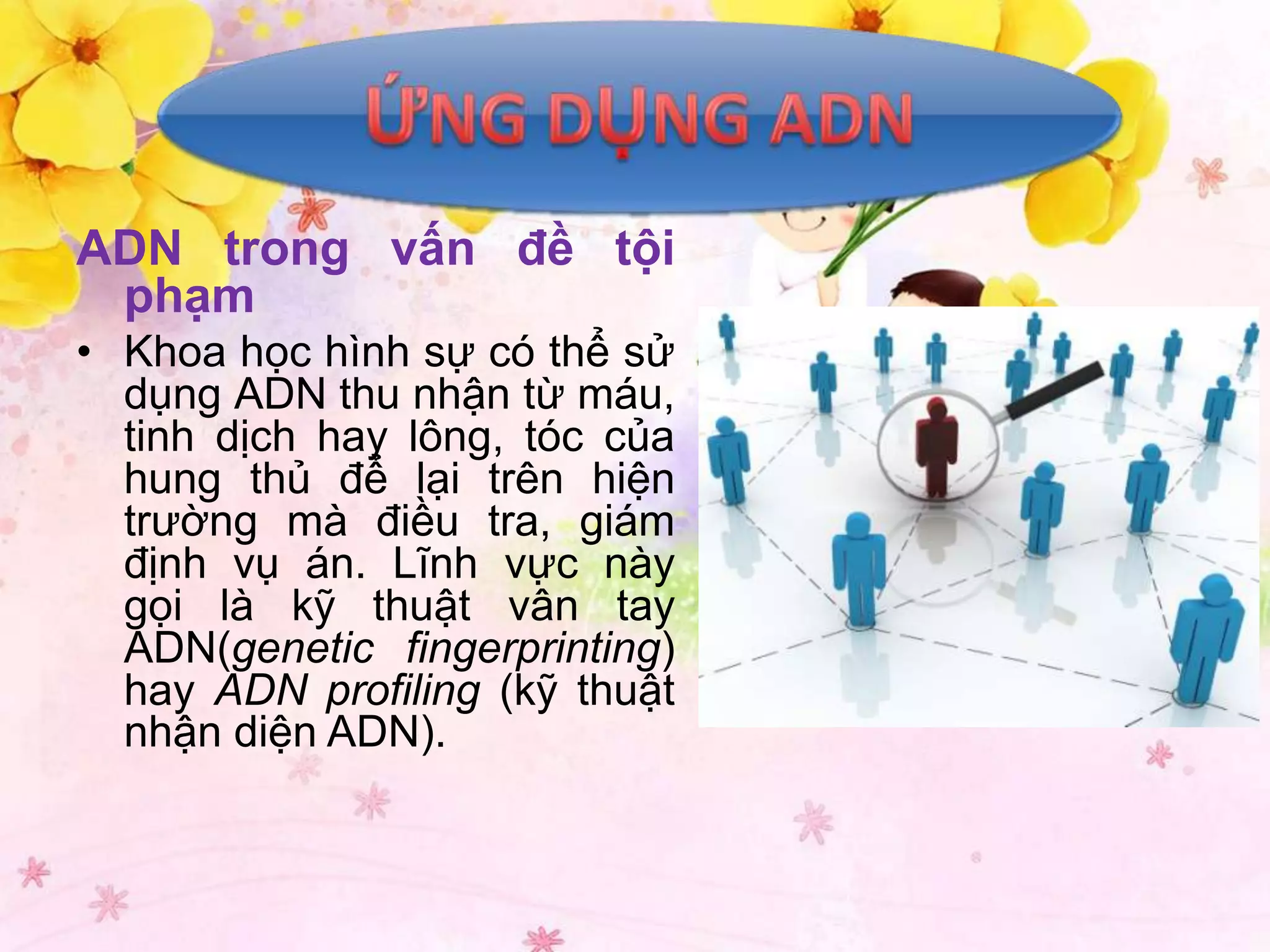 ADN trong vấn đề tội
 phạm
• Khoa học hình sự có thể sử
  dụng ADN thu nhận từ máu,
  tinh dịch hay lông, tóc của
  hung thủ để lại trên hiện
  trường mà điều tra, giám
  định vụ án. Lĩnh vực này
  gọi là kỹ thuật vân tay
  ADN(genetic fingerprinting)
  hay ADN profiling (kỹ thuật
  nhận diện ADN).
 