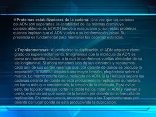 Proteínas estabilizadoras de la cadena:  Una vez que las cadenas del ADN son separadas, la estabilidad de las mismas disminuye considerablemente. El ADN tiende a reasociarse y, son estas proteínas quienes impiden que el ADN vuelva a su conformación inicial. Su presencia es fundamental para mantener las cadenas estiradas. Topoisomerasas:  Al producirse la duplicación, el ADN adquiere cierto grado de superenrollamiento. Imaginemos que la molécula de ADN es como una bandita elástica, a la cual le conferimos vueltas alrededor de su eje longitudinal. Si ahora tomamos uno de sus extremos y separamos cada una de sus partes veremos que, por delante de donde se produce la separación, la bandita adquirirá una mayor tensión, plegándose sobre sí misma. Lo mismo ocurre con la molécula de ADN, si la Helicasa separa las cadenas delante de donde se está produciendo la replicación aumentará, en forma más que considerable, la tensión de la molécula. Para evitar esto, las topoisomerasas cortan la doble hélice, rotan el ADN y vuelven a unirlo, evitando así que aumente la tensión por delante de la horquilla de replicación. En consecuencia, encontraremos a las Topoisomerasas por delante del lugar donde se está produciendo la duplicación. 