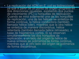 La replicación del ADN en  E. coli  es bidireccional, ya que a partir de un punto de origen progresa en dos direcciones opuestas, existiendo dos puntos de crecimiento (PC) u horquillas de replicación. Cuando se mira solamente una de las horquillas de replicación, una de las hélices se sintetiza de forma continua, la hélice conductora (también llamada hélice líder), mientras que la otra hélice se sintetiza de manera discontinua, hélice retardada (también llamada hélice retrasada), a base de fragmentos cortos. Si se observan simultáneamente las dos horquillas de replicación, a un lado del origen la hélice de nueva síntesis se polimeriza de forma continua, mientras que al otro lado del origen se polimeriza de forma discontinua. 