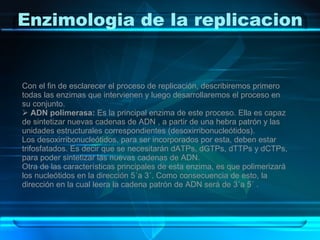 Enzimologia de la replicacion Con el fin de esclarecer el proceso de replicación, describiremos primero todas las enzimas que intervienen y luego desarrollaremos el proceso en su conjunto. ADN polimerasa:  Es la principal enzima de este proceso. Ella es capaz de sintetizar nuevas cadenas de ADN , a partir de una hebra patrón y las unidades estructurales correspondientes (desoxirribonucleótidos). Los desoxirribonucleótidos, para ser incorporados por esta, deben estar trifosfatados. Es decir que se necesitarán dATPs, dGTPs, dTTPs y dCTPs, para poder sintetizar las nuevas cadenas de ADN. Otra de las características principales de esta enzima, es que polimerizará los nucleótidos en la dirección 5´a 3´. Como consecuencia de esto, la dirección en la cual leera la cadena patrón de ADN será de 3´a 5´ . 