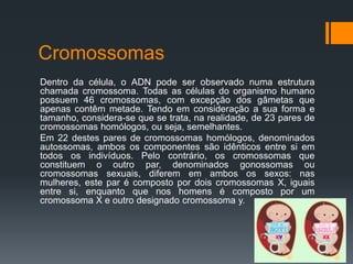 Cromossomas
Dentro da célula, o ADN pode ser observado numa estrutura
chamada cromossoma. Todas as células do organismo humano
possuem 46 cromossomas, com excepção dos gâmetas que
apenas contêm metade. Tendo em consideração a sua forma e
tamanho, considera-se que se trata, na realidade, de 23 pares de
cromossomas homólogos, ou seja, semelhantes.
Em 22 destes pares de cromossomas homólogos, denominados
autossomas, ambos os componentes são idênticos entre si em
todos os indivíduos. Pelo contrário, os cromossomas que
constituem o outro par, denominados gonossomas ou
cromossomas sexuais, diferem em ambos os sexos: nas
mulheres, este par é composto por dois cromossomas X, iguais
entre si, enquanto que nos homens é composto por um
cromossoma X e outro designado cromossoma y.
 