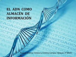 EL ADN COMO
ALMACÉN DE
INFORMACIÓN




     Raquel Jiménez Velasco y Cristina Campos Vázquez 1º BACH-
     B
 
