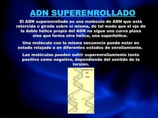 ADN SUPERENROLLADO
El ADN superenrollado es una molécula de ADN que está
retorcida o girada sobre sí misma, de tal modo que el eje de
la doble hélice propia del ADN no sigue una curva plana
sino que forma otra hélice, una superhélice.
Una molécula con la misma secuencia puede estar en
estado relajado o en diferentes estados de enrollamiento.
Las moléculas pueden sufrir superenrollamiento tanto
positivo como negativo, dependiendo del sentido de la
torsión.
 