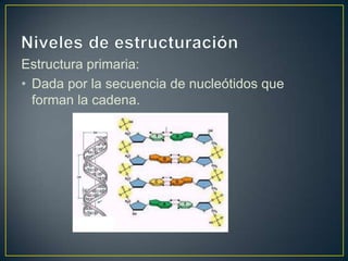Estructura primaria:
• Dada por la secuencia de nucleótidos que
forman la cadena.
 