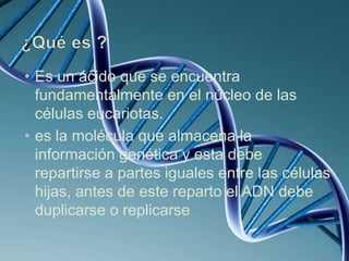 • Es un ácido que se encuentra
fundamentalmente en el núcleo de las
células eucariotas.
• es la molécula que almacena la
información genética y esta debe
repartirse a partes iguales entre las células
hijas, antes de este reparto el ADN debe
duplicarse o replicarse
 