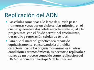 Replicación del ADN
 Las células somáticas a lo largo de su vida pasan
numerosas veces por un ciclo celular mitótico, en el
cual se generaban dos células exactamente igual a la
progenitora, con el fin de permitir el crecimiento,
desarrollo y renovación celular de tejidos.
 Para que el material genético sea repartido
equitativamente, conservando la diploidía
característica de los organismos animales (u otras
condiciones cromosómicas), es necesario replicarlo a
través de un proceso conocido como replicación del
DNA que ocurre en la etapa S de la interfase.
 
