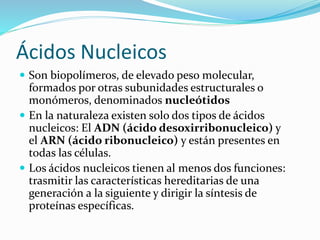 Ácidos Nucleicos
 Son biopolímeros, de elevado peso molecular,
formados por otras subunidades estructurales o
monómeros, denominados nucleótidos
 En la naturaleza existen solo dos tipos de ácidos
nucleicos: El ADN (ácido desoxirribonucleico) y
el ARN (ácido ribonucleico) y están presentes en
todas las células.
 Los ácidos nucleicos tienen al menos dos funciones:
trasmitir las características hereditarias de una
generación a la siguiente y dirigir la síntesis de
proteínas específicas.
 