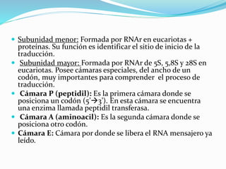  Subunidad menor: Formada por RNAr en eucariotas +
proteínas. Su función es identificar el sitio de inicio de la
traducción.
 Subunidad mayor: Formada por RNAr de 5S, 5,8S y 28S en
eucariotas. Posee cámaras especiales, del ancho de un
codón, muy importantes para comprender el proceso de
traducción.
 Cámara P (peptidil): Es la primera cámara donde se
posiciona un codón (5’3’). En esta cámara se encuentra
una enzima llamada peptidil transferasa.
 Cámara A (aminoacil): Es la segunda cámara donde se
posiciona otro codón.
 Cámara E: Cámara por donde se libera el RNA mensajero ya
leído.
 