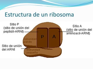 Estructura de un ribosoma
 