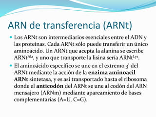 ARN de transferencia (ARNt)
 Los ARNt son intermediarios esenciales entre el ADN y
las proteínas. Cada ARNt sólo puede transferir un único
aminoácido. Un ARNt que acepta la alanina se escribe
ARNtAla, y uno que transporte la lisina sería ARNtLys.
 El aminoácido específico se une en el extremo 3' del
ARNt mediante la acción de la enzima aminoacil
ARNt sintetasa, y es así transportado hasta el ribosoma
donde el anticodón del ARNt se une al codón del ARN
mensajero (ARNm) mediante apareamiento de bases
complementarias (A=U, C=G).
 