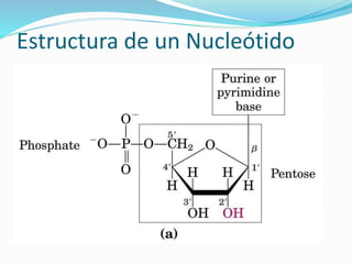 Estructura de un Nucleótido
 