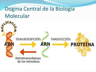 Dogma Central de la Biología
Molecular
 