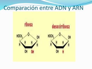 Comparación entre ADN y ARN
 