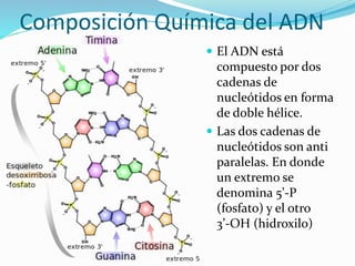 Composición Química del ADN
 El ADN está
compuesto por dos
cadenas de
nucleótidos en forma
de doble hélice.
 Las dos cadenas de
nucleótidos son anti
paralelas. En donde
un extremo se
denomina 5’-P
(fosfato) y el otro
3’-OH (hidroxilo)
 