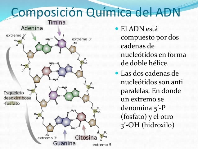El ADN y el ARN