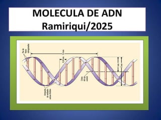 DE ADN
Ramiriqui/2025
 