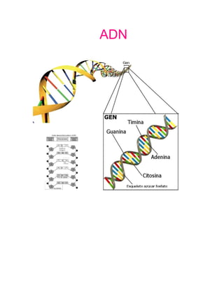 El ácido desoxirribonucleico, abreviado como ADN, es un ácido nucleico
que contiene instrucciones genéticas usadas en el desarrollo y
funcionamiento de todos los organismos vivos conocidos y algunos virus, y
es responsable de su transmisión hereditaria. La función principal de la
molécula de ADN es el almacenamiento a largo plazo de información.
Muchas veces, el ADN es comparado con un plano o una receta, o un
código, ya que contiene las instrucciones necesarias para construir otros
componentes de las células, como las proteínas y las moléculas de ARN. Los
segmentos de ADN que llevan esta información genética son llamados
genes, pero las otras secuencias de ADN tienen propósitos estructurales o
toman parte en la regulación del uso de esta información genética.
 