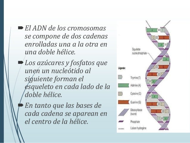 Adn