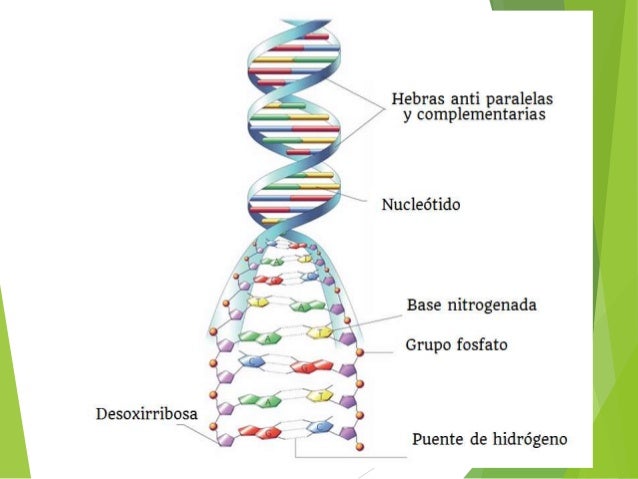 numero de cadenas en el adn y arn adn y arn numero de cadenas en el adn y arn adn y arn