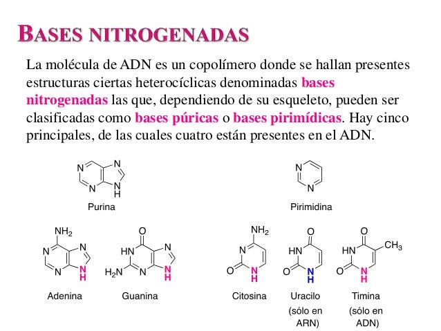 Estructura Molecular De Las 4 Bases Nitrogenadas Del Adn