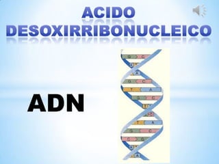 ADN