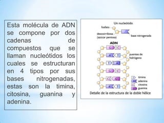 Esta molécula de ADN
se compone por dos
cadenas de
compuestos que se
llaman nucleótidos los
cuales se estructuran
en 4 tipos por sus
bases nitrogenadas,
estas son la timina,
citosina, guanina y
adenina.
