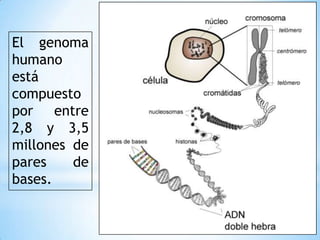 El genoma
humano
está
compuesto
por entre
2,8 y 3,5
millones de
pares de
bases.