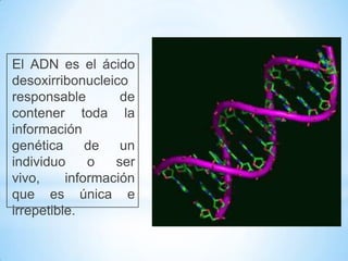 El ADN es el ácido
desoxirribonucleico
responsable de
contener toda la
información
genética de un
individuo o ser
vivo, información
que es única e
irrepetible.
 