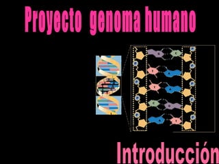 Proyecto  genoma humano Introducción 