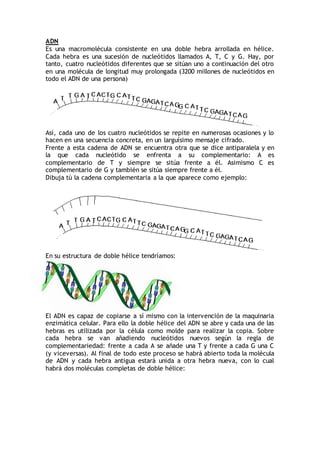 ADN
Es una macromolécula consistente en una doble hebra arrollada en hélice.
Cada hebra es una sucesión de nucleótidos llamados A, T, C y G. Hay, por
tanto, cuatro nucleótidos diferentes que se sitúan uno a continuación del otro
en una molécula de longitud muy prolongada (3200 millones de nucleótidos en
todo el ADN de una persona)
Así, cada uno de los cuatro nucleótidos se repite en numerosas ocasiones y lo
hacen en una secuencia concreta, en un larguísimo mensaje cifrado.
Frente a esta cadena de ADN se encuentra otra que se dice antiparalela y en
la que cada nucleótido se enfrenta a su complementario: A es
complementario de T y siempre se sitúa frente a él. Asimismo C es
complementario de G y también se sitúa siempre frente a él.
Dibuja tú la cadena complementaria a la que aparece como ejemplo:
En su estructura de doble hélice tendríamos:
El ADN es capaz de copiarse a sí mismo con la intervención de la maquinaria
enzimática celular. Para ello la doble hélice del ADN se abre y cada una de las
hebras es utilizada por la célula como molde para realizar la copia. Sobre
cada hebra se van añadiendo nucleótidos nuevos según la regla de
complementariedad: frente a cada A se añade una T y frente a cada G una C
(y viceversas). Al final de todo este proceso se habrá abierto toda la molécula
de ADN y cada hebra antigua estará unida a otra hebra nueva, con lo cual
habrá dos moléculas completas de doble hélice:
 