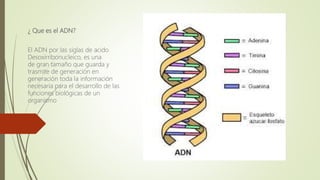 ¿ Que es el ADN?
El ADN por las siglas de acido
Desoxirribonucleico, es una
de gran tamaño que guarda y
trasmite de generación en
generación toda la información
necesaria para el desarrollo de las
funciones biológicas de un
organismo
 