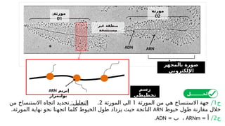 ‫ج‬
1
/
‫المورثة‬ ‫من‬ ‫هي‬ ‫االستنساخ‬ ‫جهة‬
1
‫المورثة‬ ‫الى‬
2
.
:‫التعليل‬
‫من‬ ‫االستنساخ‬ ‫اتجاه‬ ‫تحديد‬
‫خيوط‬ ‫طول‬ ‫مقارنة‬ ‫خالل‬
ARN
.‫المورثة‬ ‫نهاية‬ ‫نحو‬ ‫اتجهنا‬ ‫كلما‬ ‫الخيوط‬ ‫طول‬ ‫يزداد‬ ‫حيث‬ ‫الناتجة‬
‫ج‬
2
/
= ‫أ‬
ARNm
= ‫ب‬ ،
ADN
.
‫بالمجهر‬ ‫صورة‬
‫اإللكتروني‬
‫مورثة‬
01
‫مورثة‬
02
‫غير‬ ‫منطقة‬
‫مستنسخة‬
ADN ARN
‫رسم‬
‫تخطيطي‬
‫إنزيم‬
ARN
‫بوليمراز‬ ‫الحــــــــل‬
 