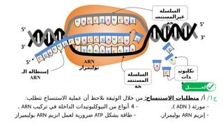 ‫السلسلة‬
‫غيرالمستنس‬
‫خة‬
‫السلسلة‬
‫المستنس‬
‫خة‬
‫الـ‬ ‫إستطالة‬
ARN
U
‫نكليوتي‬
‫دات‬
‫حرة‬
ARN
‫بوليمراز‬
G
C
A
U
G
G
A
U A
C
G
C A
A
A
T
A
C
A
T
C
G
C
A
C C
T T
T
G
G
G G
G A C
U
U
U
C
C
‘
5
‘
3
‘
5
‘
3
‘
5
‫ج‬
1
/
/‫أ‬
:‫االستنساخ‬ ‫متطلبات‬
:‫تتطلب‬ ‫االستنساخ‬ ‫عملية‬ ‫أن‬ ‫نالحظ‬ ‫الوثيقة‬ ‫خالل‬ ‫من‬
( -
‫مورثة‬
ADN
.)
-
4
‫تركيب‬ ‫في‬ ‫الداخلة‬ ‫النيوكليوتيدات‬ ‫من‬ ‫أنواع‬
ARN
.
-
‫إنزيم‬
ARN
.‫بوليمراز‬
-
‫بشكل‬ ‫طاقة‬
ATP
‫انزيم‬ ‫لعمل‬ ‫ضرورية‬
ARN
‫بوليميراز‬
‫الحــــــــل‬
 