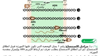 ‫منطق‬
‫ة‬
‫البداية‬
‫منطق‬
‫ة‬
‫النهاية‬
‫مورثة‬
‫إنزيم‬
ARN
‫بوليمرلز‬
ADN
ARN
m
‫إستطال‬
‫ة‬
ARNm
‫تركيب‬ ‫إنتهاء‬
ARNm
1
2
3
4
‫ج‬
1
/
/‫ب‬
:‫االسـتنساخ‬ ‫مراحـل‬
‫م‬ ‫رق‬
1
‫انطالق‬ ‫ل‬ ‫قبي‬ ‫ة‬ ‫المورث‬ ‫ا‬ ‫عليه‬ ‫تكون‬ ‫ي‬ ‫الت‬ ‫ة‬ ‫الوضعي‬ ‫ل‬ ‫يمث‬
.
‫م‬ ‫اإلنزي‬ ‫ارتباط‬ ‫م‬ ‫ث‬ ‫تعرف‬ ‫ب‬ ‫يتطل‬ ‫تنساخ‬ ‫االس‬ ‫انطالق‬ ‫ن‬ ‫أ‬ ‫ي‬ ‫أ‬ ‫تنساخ‬ ‫االس‬
ARN
‫ة‬ ‫بمقدم‬ ‫بوليمراز‬
.‫المورثة‬
‫الحــــــــل‬
 