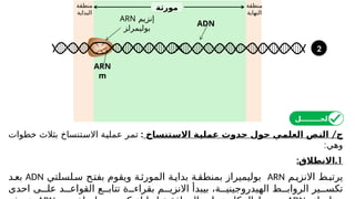 ‫منطقة‬
‫البداية‬
‫منطقة‬
‫النهاية‬
‫مورثة‬
‫إنزيم‬
ARN
‫بوليمرلز‬
ADN
ARN
m
2
/‫ج‬
‫ـتنساخ‬
‫س‬‫اال‬ ‫ـة‬
‫ي‬‫عمل‬ ‫حدوث‬ ‫حول‬ ‫ـي‬
‫م‬‫العل‬ ‫ـص‬
‫ن‬‫ال‬
:
‫خطوات‬ ‫بثالث‬ ‫االستنساخ‬ ‫عملية‬ ‫تمر‬
:‫وهي‬
1
: .
‫االنطالق‬
‫م‬‫االنزي‬ ‫ط‬‫يرتب‬
ARN
‫لسلتي‬‫س‬ ‫ح‬‫بفت‬ ‫ويقوم‬ ‫ة‬‫المورث‬ ‫ة‬‫بداي‬ ‫ة‬‫بمنطق‬ ‫بوليميراز‬
ADN
‫د‬‫بع‬
‫احدى‬ ‫ى‬ ‫عل‬ ‫د‬ ‫القواع‬ ‫ع‬ ‫تتاب‬ ‫ة‬ ‫بقراء‬ ‫م‬ ‫االنزي‬ ‫بيبدأ‬ ،‫ة‬ ‫الهيدروجيني‬ ‫ط‬ ‫الرواب‬ ‫ير‬ ‫تكس‬
‫الحــــــــل‬
 