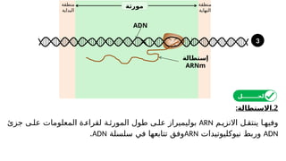 ‫منطقة‬
‫البداية‬
‫منطقة‬
‫النهاية‬
‫مورثة‬
ADN
2
: .
‫االستطالة‬
‫م‬‫االنزي‬ ‫ل‬‫ينتق‬ ‫ا‬ ‫وفيه‬
ARN
‫جزئ‬ ‫ى‬‫عل‬ ‫المعلومات‬ ‫ة‬ ‫لقراء‬ ‫ة‬‫المورث‬ ‫طول‬ ‫ى‬‫عل‬ ‫بوليميراز‬
ADN
‫نيوكليوتيدات‬ ‫وربط‬
ARN
‫سلسلة‬ ‫في‬ ‫تتابعها‬ ‫وفق‬
ADN
.
‫الحــــــــل‬
‫إستطالة‬
ARNm
3
 